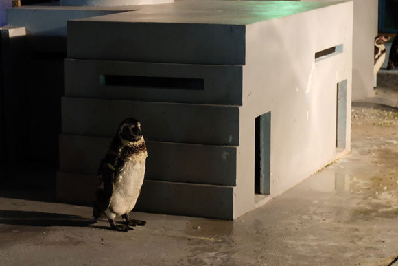 ナイトのげやまペンギン